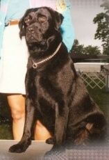Ch Pnted, Ashland's General Hammer, CD, CGC.
