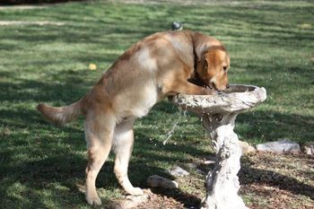 Bird baths are no longer "for the bids"
