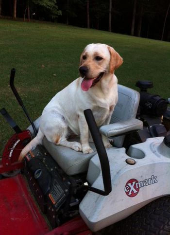 Lizzy wan't to help Dad mow the lawn.

