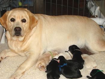Bailey was the best Mommy Ever!
