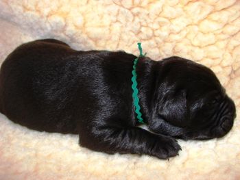 One Week Old
