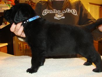 5 weeks

