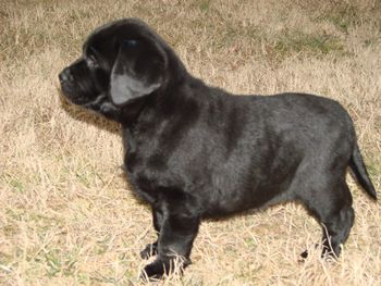 7 weeks
