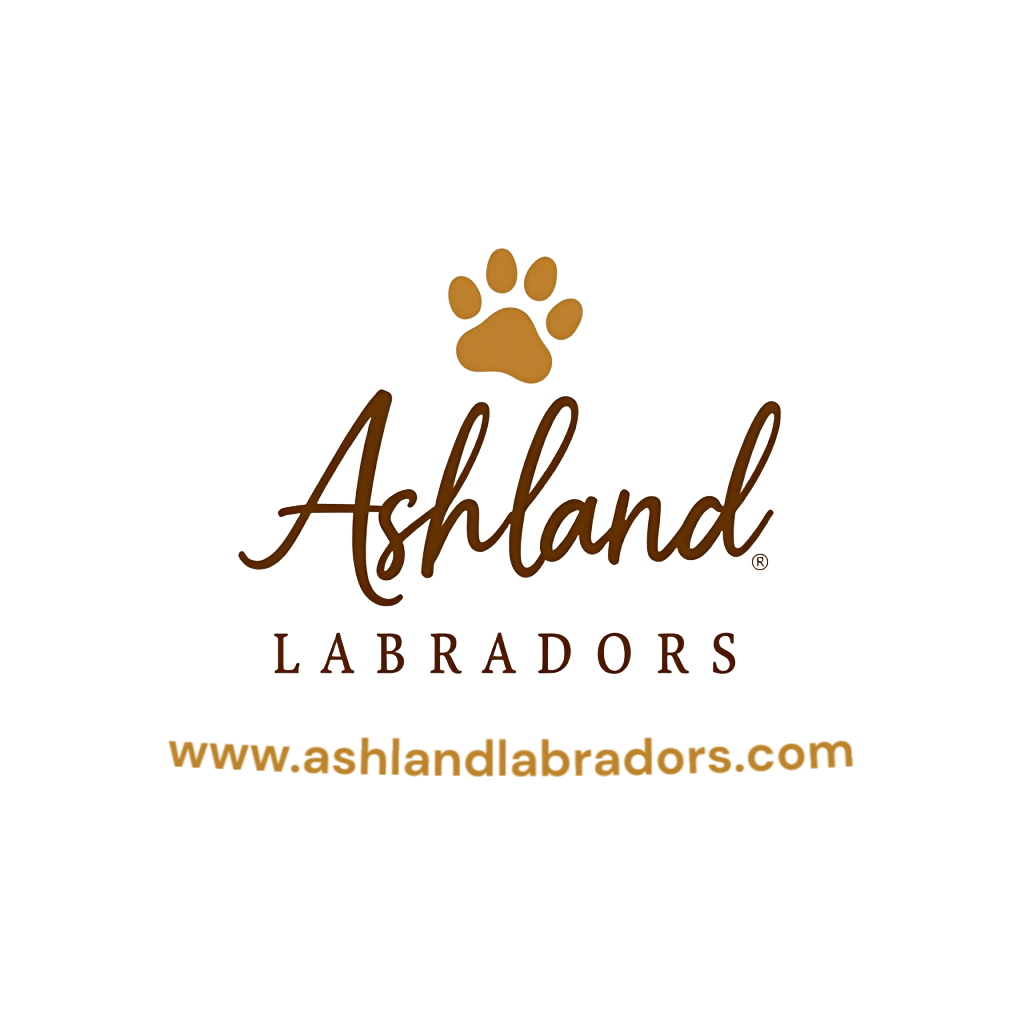 Ashland Labrador Retrievers